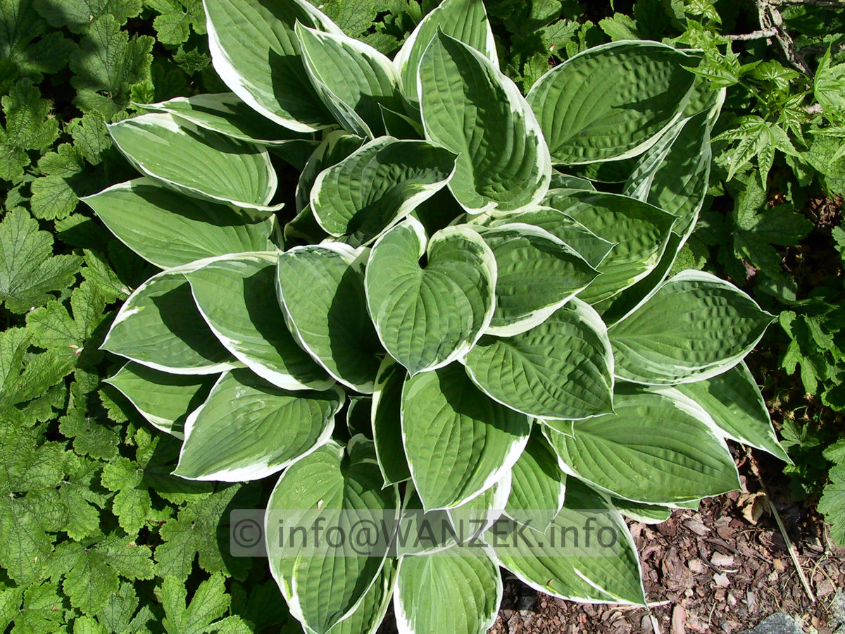 Hosta fortunei Francee 05.jpg